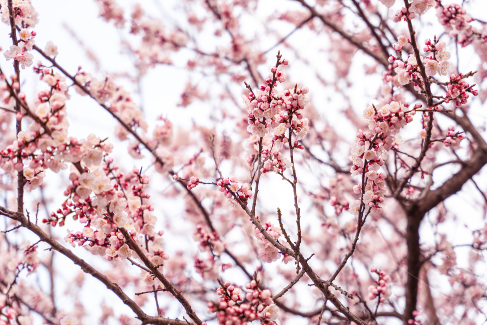 plant,식물,flower,blossom,꽃,cherryblossom,벚꽃,살구꽃,봄