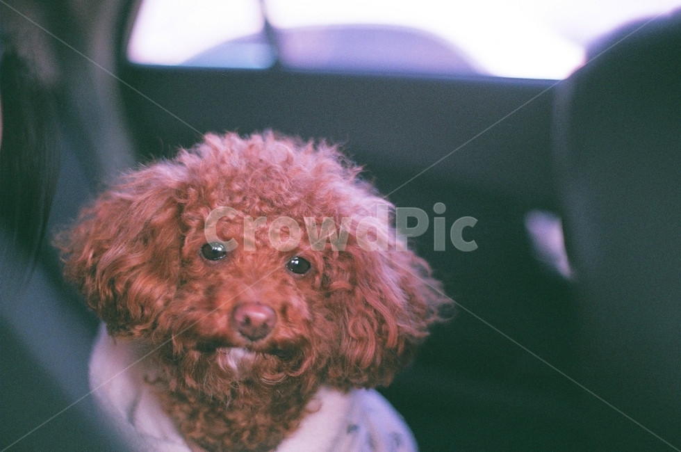 dog,animal,pet,poodle,동물,개,강아지,동물,animal,포유류,mammal,개,강아지,dog,doggy