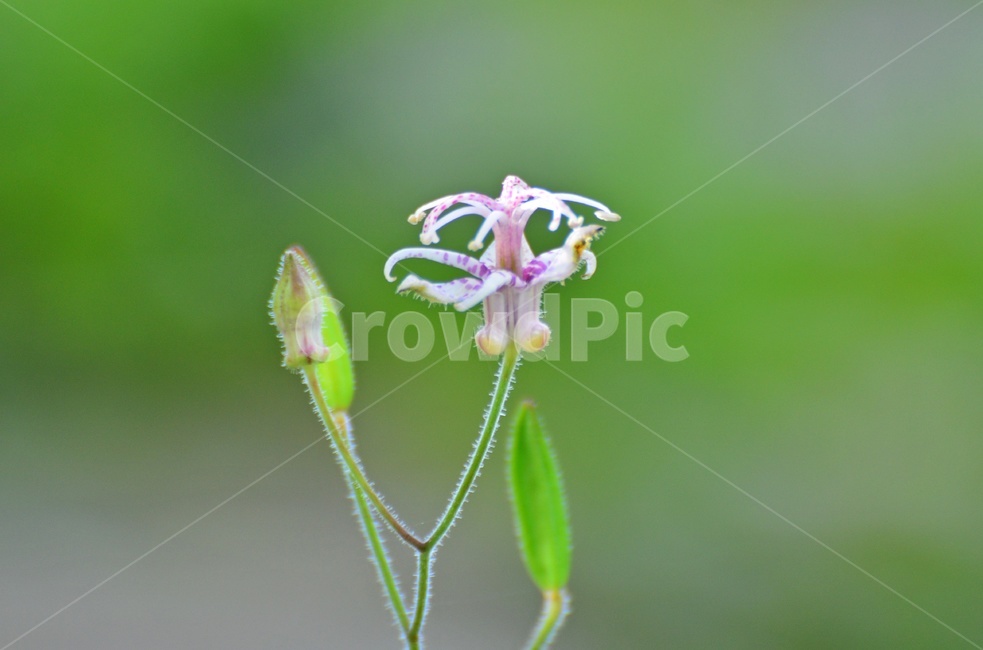 plant,식물,flower,blossom,꽃,뻐꾹나리,식물,자연,plants,nature,꽃,flower
