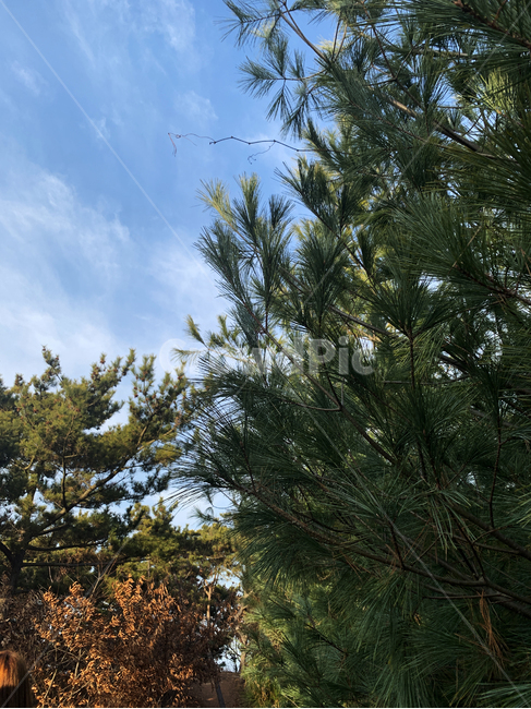 나무,하늘,바다,풍경,구름,겨울,계절,소나무,자연,자연물,wood,sea,sky,blue,green,자연,풍경,nature,landscape,tree,plant,식물,fir,전나무