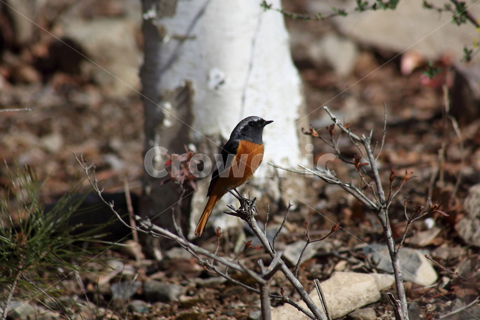 딱새수컷,딱새,새,야생동물,daurianredstart,작은새,동물,animal,조류,새,birds