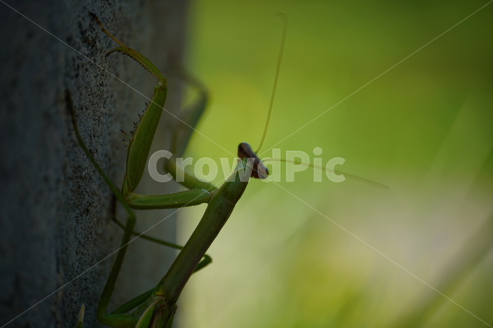 곤충,사마귀,자연,mantis,insect,prayinginsect,동물,nature,접사,closeup,macro,동물,animal,곤충,벌레,insect,bug