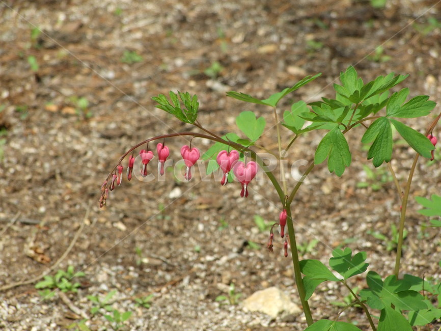 식물,꽃,꽃잎,flower,여름식물,식물,자연,plants,nature,꽃,flower