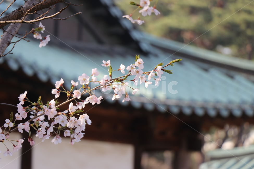 꽃,봄,4월,계절,벚꽃,봄,계절,spring,season,plant,식물