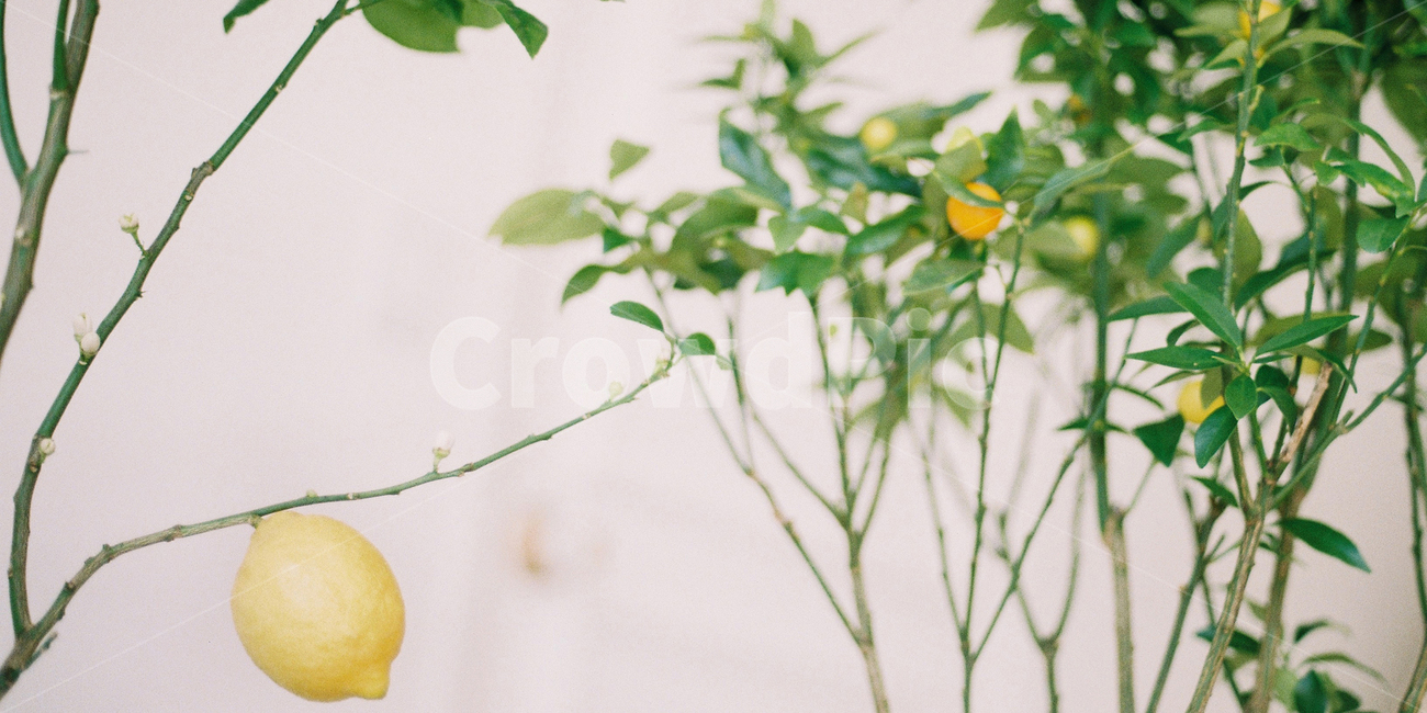 감성사진,필름사진,꽃,테이블,탁자,과일,열매,fruit