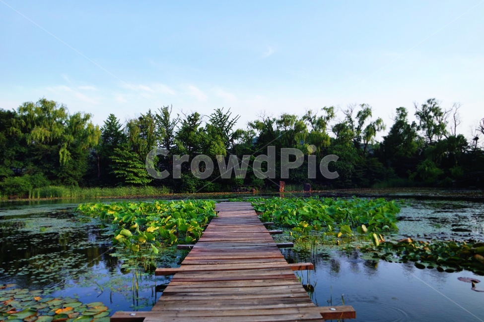 호수,물길,연꽃,풍경,나무다리,나무,징검다리,다리,자연,풍경,nature,landscape,water,물,land,땅,outdoors,옥외,building,건물,bridge,boardwalk,산책로,waterfront,워터 프론트