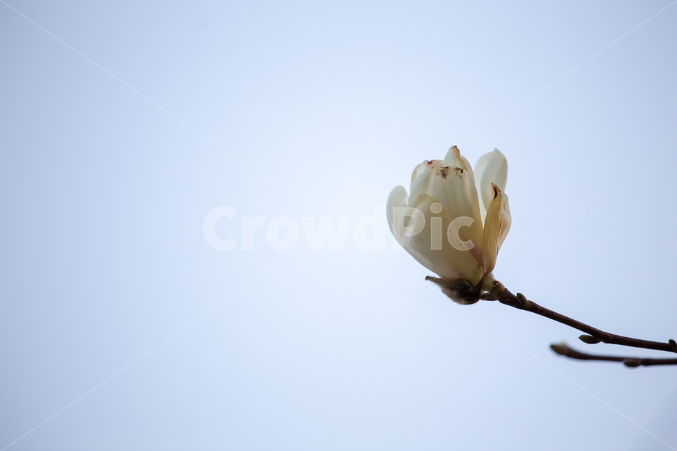 꽃,목련,white,한송이,flower,봄,계절,spring,season,식물,자연,plants,nature,꽃,flower,plant