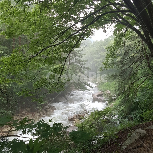 nature,자연,식물,water,물,나무,plant,tree,계곡,자연,풍경,nature,landscape,outdoors,옥외