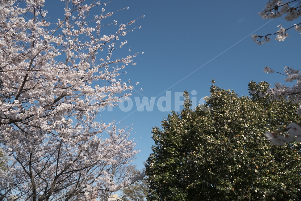 벚꽃,plant,식물,blossom,꽃,봄,하늘