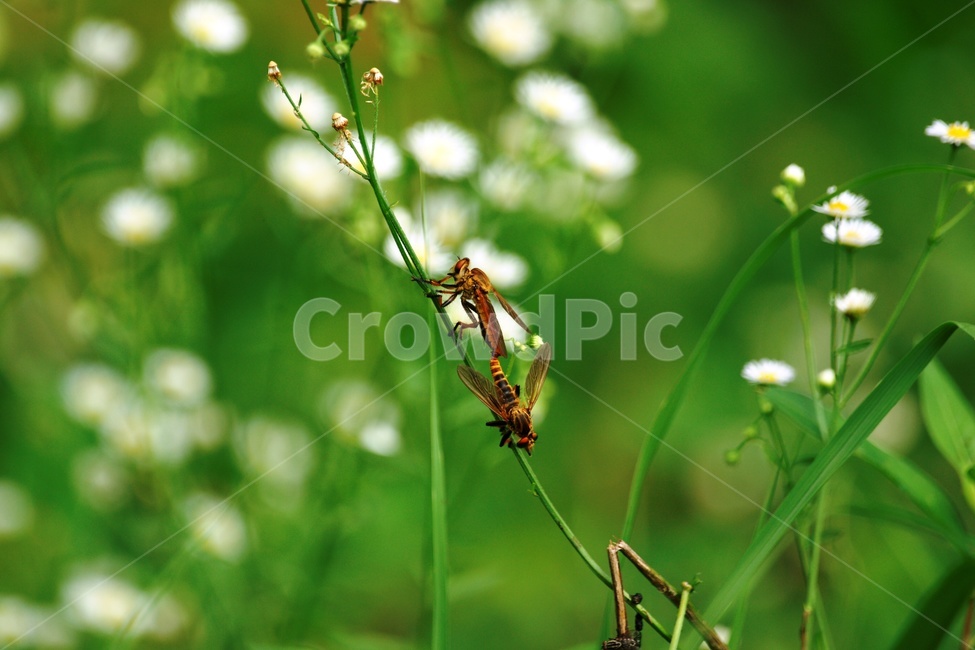 파리매,곤충,저승사자,자연,생태,곤충,벌레,insect,bug