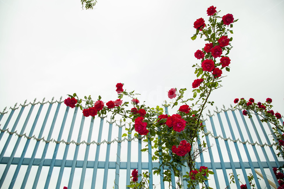 장미,넝굴장미,울타리,식물,꽃,식물,자연,plants,nature,꽃,flower