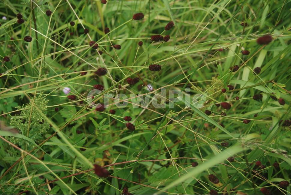 함백산,정선군,야생화,100대명산,자연,식물,자연,plants,nature