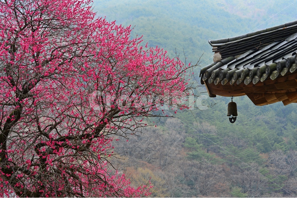 전남,구례,화엄사,홍매화,흑매,봄,plant,식물,봄,계절,spring,season,한국전통,한국문화,korean traditional,korean culture,건축물,건물외관,exterior,building,structure,architecture,construction