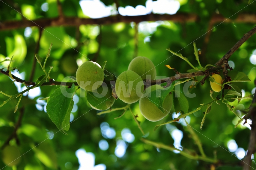 매실,초록,사진,풍경,이미지,자연,식물,음식,식재료,요리,food,cook,meal,dishes,food reserves,과일,열매,fruit