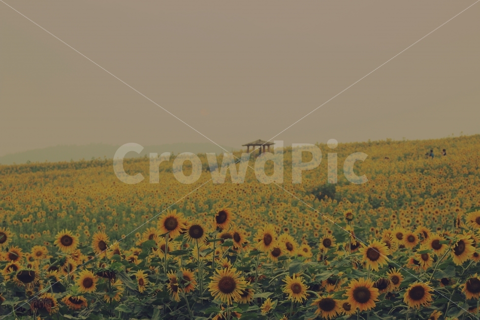 여행,해바라기,꽃,자연,풍경,경관,고창,관광,자연,풍경,nature,landscape,한국자연풍경,한국자연경관,korea nature landscape,식물,plants,꽃,flower,plant