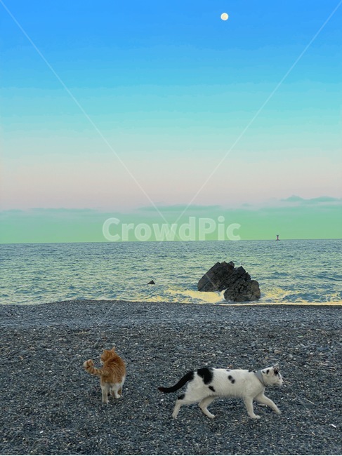 고양이,하늘,바다,일몰,노을,cat,animal,sea,sky,sunset,달,moon