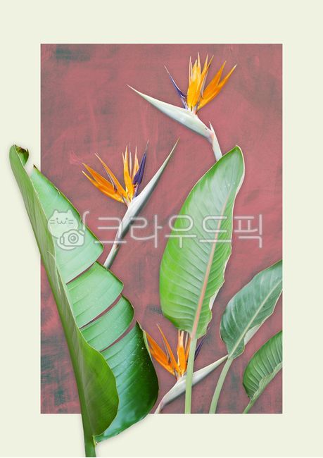 포스터,배경,백그라운드,편집,계절,꽃,식물,열대,열대지방,더위,더운,트로피컬,열대식물,열대나무,자연,여름,예쁜,열대의,이국적인,열대꽃,야자수,극락조,극락조화,바나나잎,수채화,수채화배경,poster,background,tropical,plant,floral,flower,watercolor,blossom,green,summer,leaf,tree,bird,of,paradise,graphic,그래픽,일러스트레이션,graphic,illustration