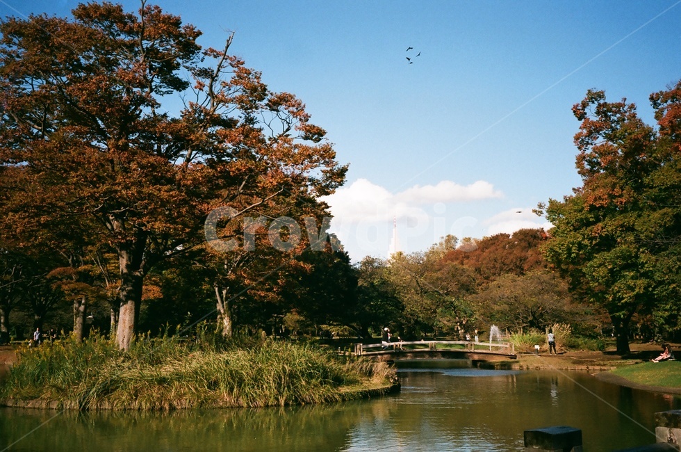 공원,나무,풍경,숲,자연,가을,계절,fall,autumn,season,자연,풍경,nature,landscape,water,물