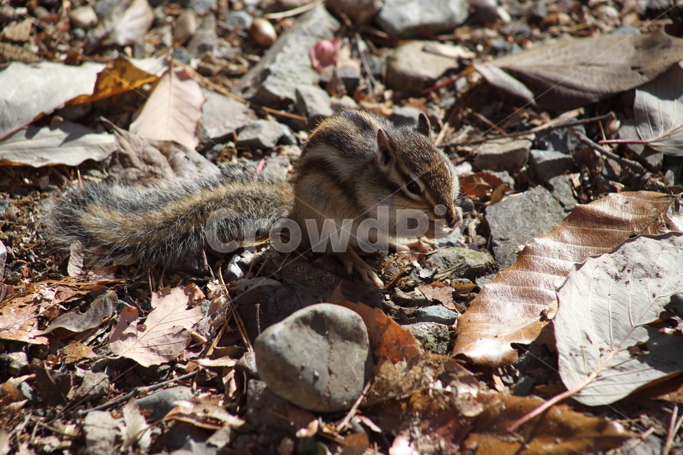 야생동물,다람쥐,줄무늬다람쥐,동물,squirrel,chipmunk,한국다람쥐,Siberianchipmunk