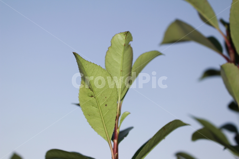 식물,접사,아웃포커스,자연,조화,화초,식물,자연,plants,nature