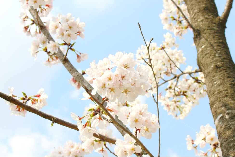 봄,감성사진,일상,풍경,꽃,벚꽃,풍경사진,하늘,cherryblossom,daily,sky,flower,spring,봄,계절,spring,season,식물,자연,plants,nature,꽃,flower,plant,blossom