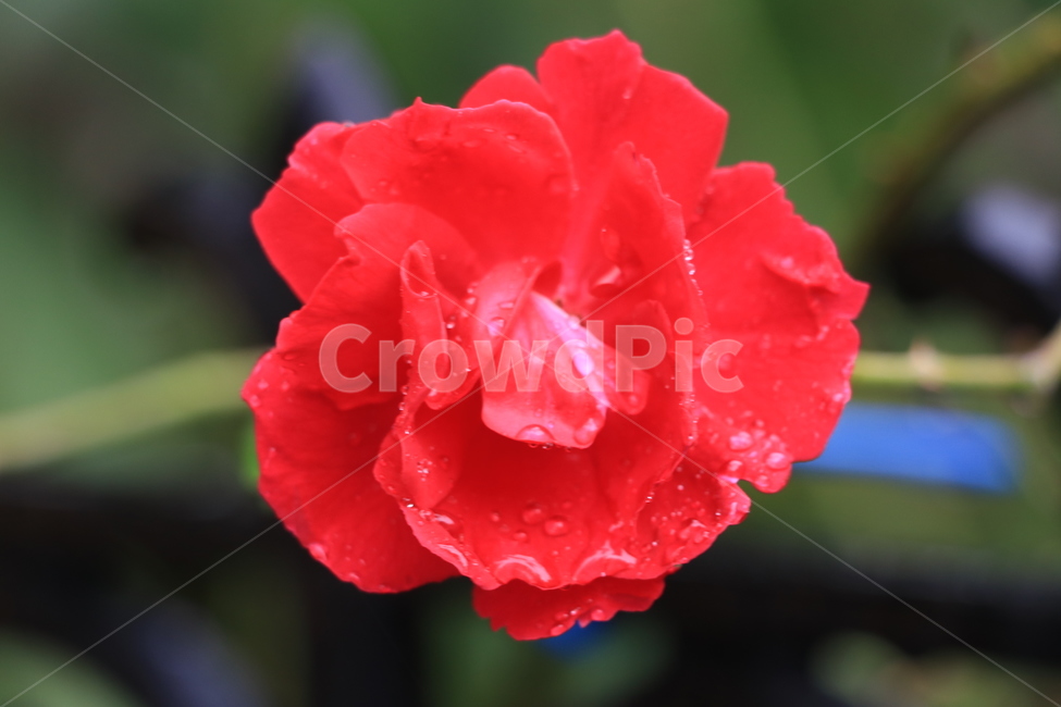 가을,낙엽,비,autumn,rain,가을비,autumnalrain,식물,자연,plants,nature,꽃,flower