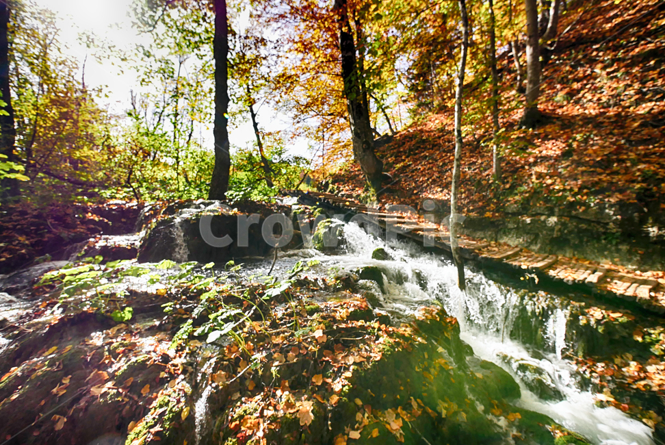유럽,크로아티아,플리트비체국립공원,자연,풍경,관광지,가을,낙엽,물,water,nature,outdoors,흐름,해외자연풍경,보케,나무,tree,식물
