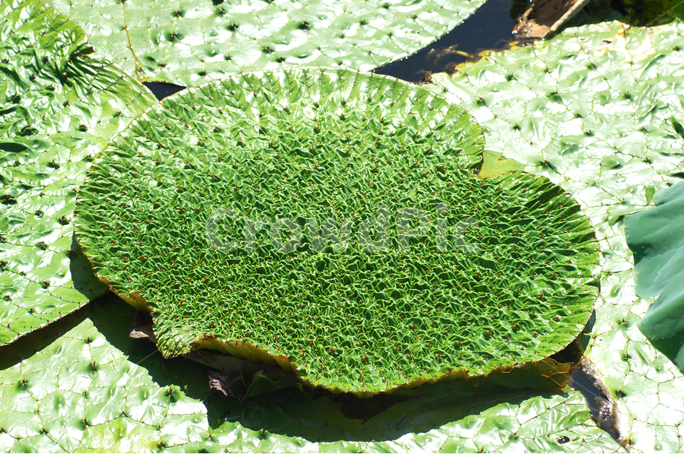 자연,식물,가시연잎,가시연,연못,수생식물,하트모양가시연잎,식물,자연,plants,nature