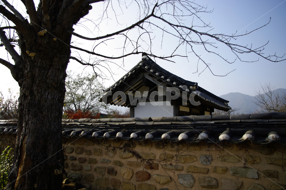 전통가옥,한국,기와집,기와지붕,한옥,담장,나무,한국전통,한국문화,korean traditional,korean culture,건축물,건물외관,exterior,building,structure,architecture,construction