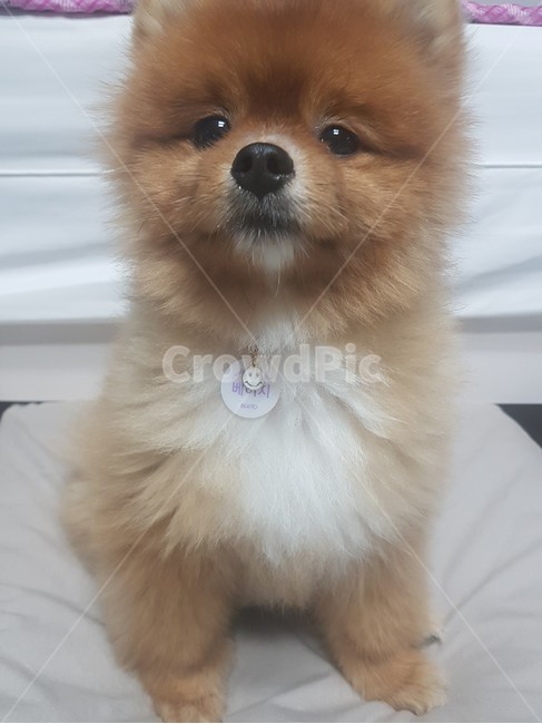 강아지,포메라니안,동물,귀여움,animal,dog,cute,pom,pomeranian,소형견,개,동물,animal,포유류,mammal,개,강아지,dog,doggy