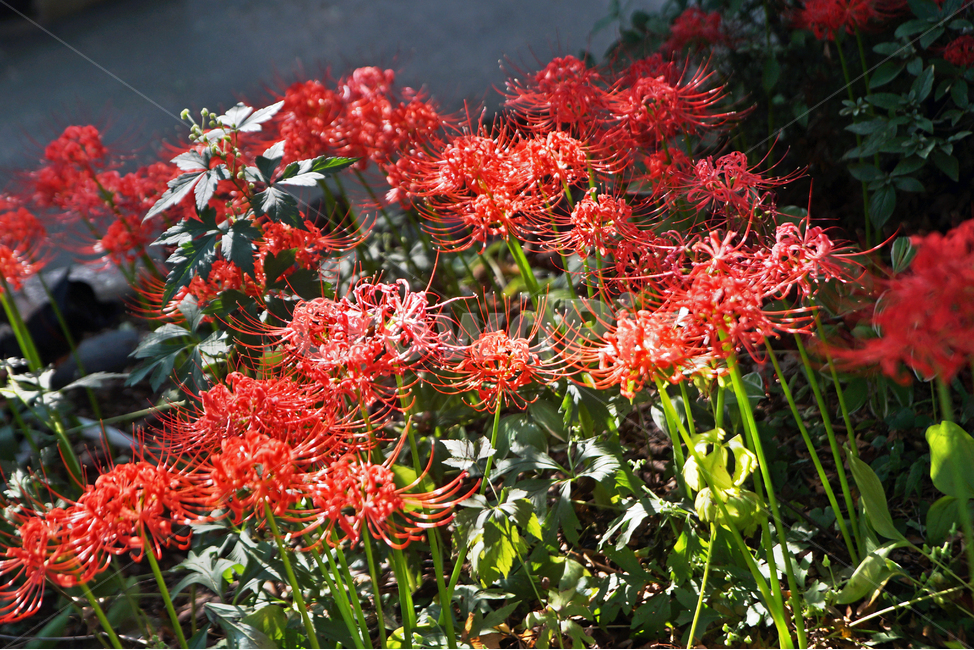 꽃무릇,상사화류,석산,독무릇,산오독,산두초,redspiderlily,가을,빨간꽃,수선화과,식물,꽃꽂이용,화단용,식물,자연,plants,nature,꽃,flower