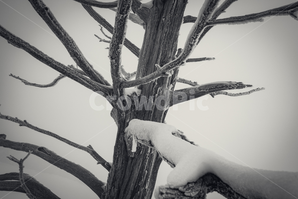 덕유산,겨울,설산,나무,눈,향적봉,무주,눈꽃,겨울산,폭설,정상,겨울,계절,winter,season,식물,자연,plants,nature,나무,trees,wood,흑백,모노톤,monochrome,black and white