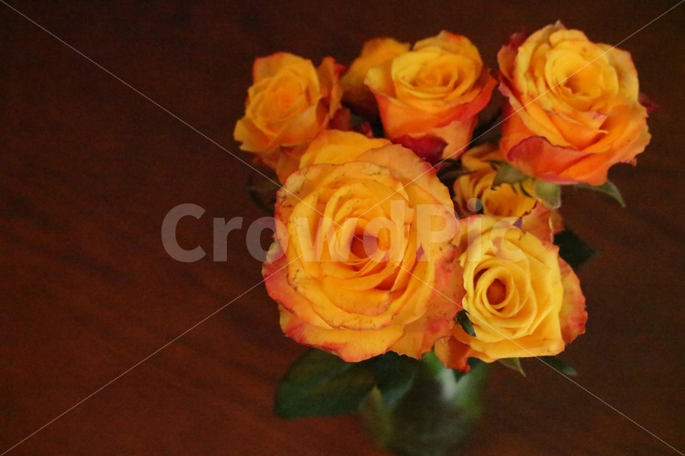 장미꽃,노란장미,꽃,꽃병,장미,테이블,화병,감성사진,아늑한,아름다운,자연,rose,yellowrose,pot,table,sensitive,nature,접사,어두운,음영,향기로운,여백,배경,식물,자연,plants,nature,꽃,flower