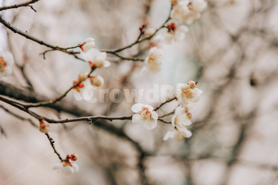 봄,나무,매화나무,매화나무꽃,꽃,봄,계절,spring,season,식물,자연,plants,nature,꽃,flower,plant