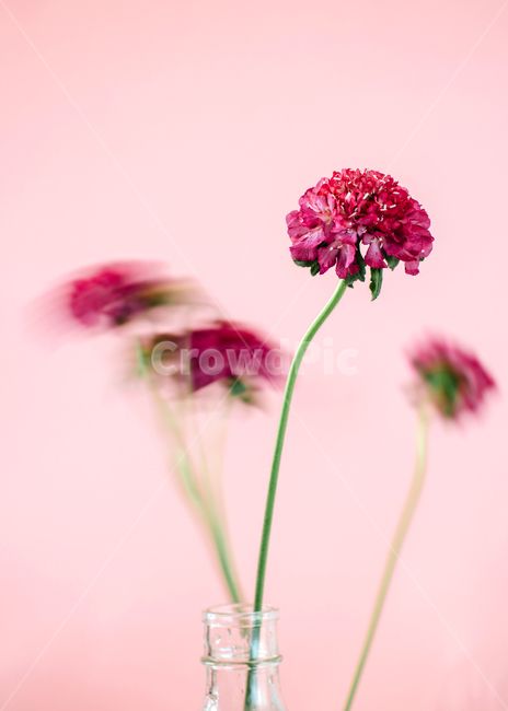 plant,flower,꽃,식물,blossom,봄,꽃,flower