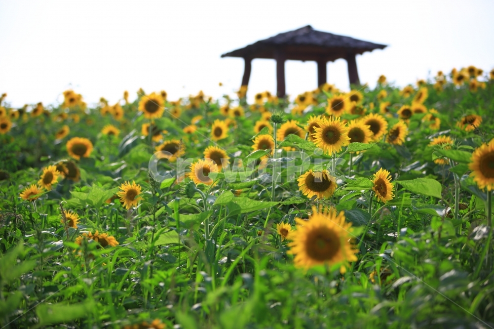정자,해바라기꽃,농장,자연,풍경,자연,풍경,nature,landscape,식물,plants,꽃,flower,plant