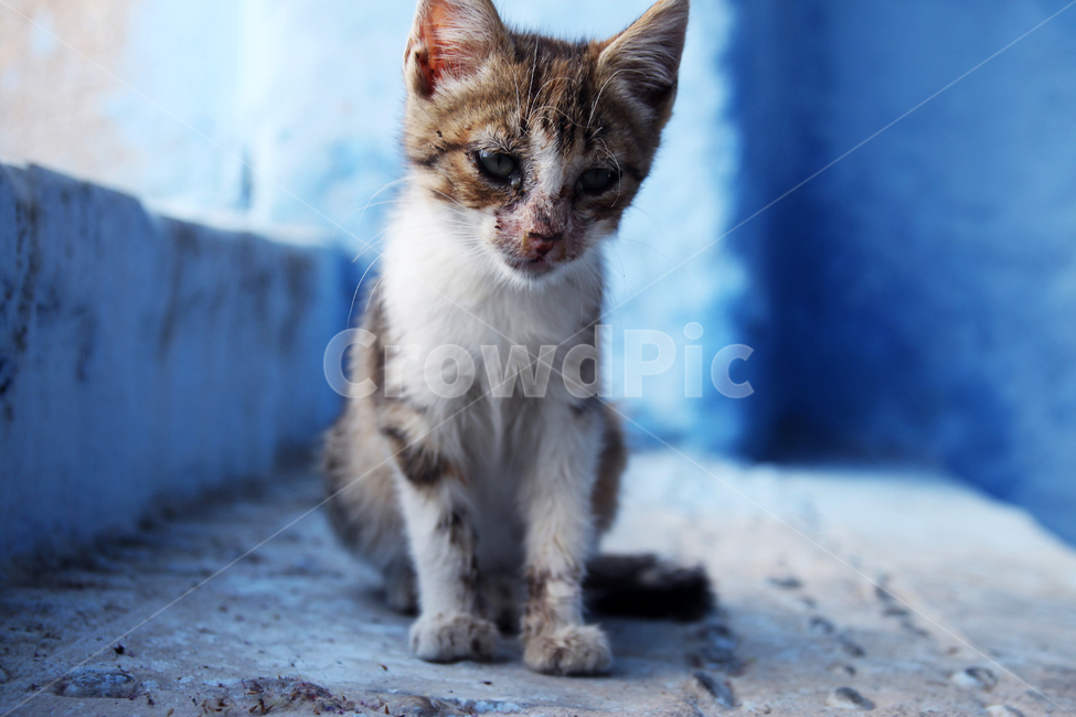 고양이,고양이사진,동물,동물사진,길고양이,길고양이사진,골목길,귀여운,귀여움,새끼고양이,동물,animal,포유류,mammal,고양이,cat,kitten,kitty