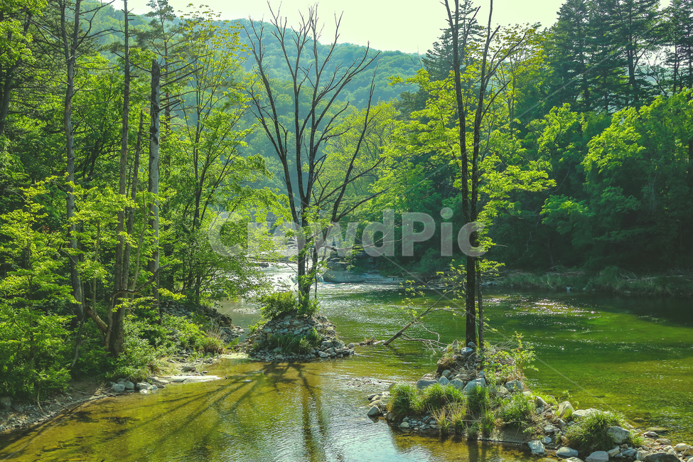 land,나라,nature,자연,outdoors,옥외,water,물,계곡,tree,green,leaf,나무,잎,잎파리,잎사귀