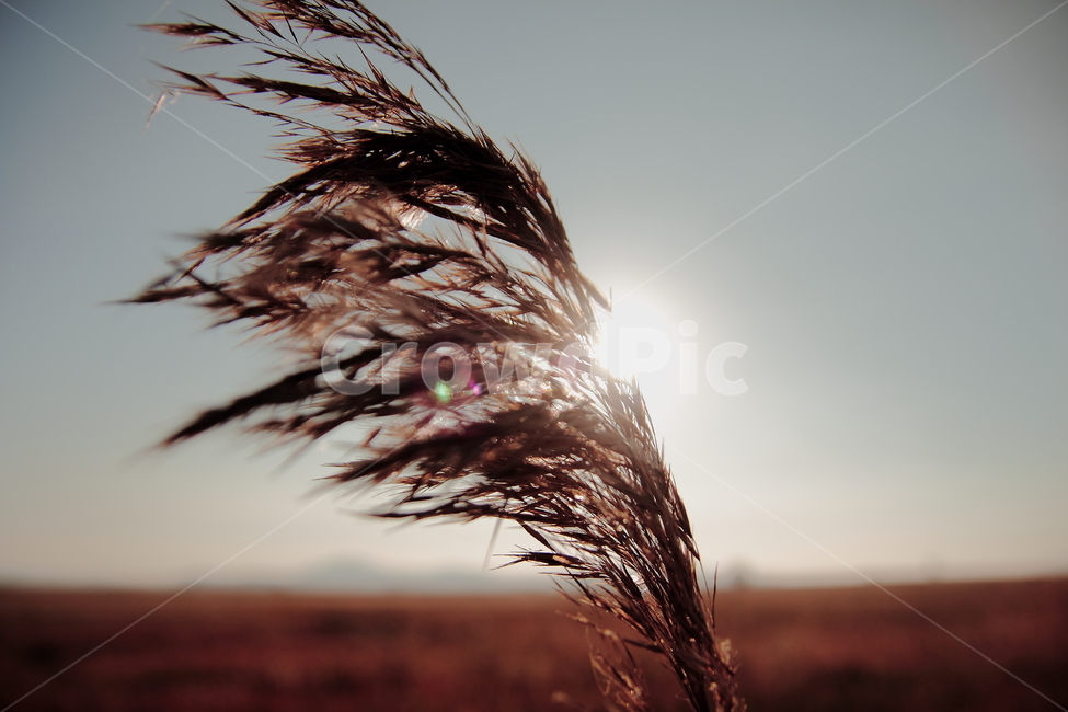 억새,갈대,가을,햇빛,바람,오후,갈색,가을바람,가을,계절,fall,autumn,season,자연,풍경,nature,landscape,감성,sensible,feeling,grass,잔디,plant,식물,lawn,reed,bird,새,animal,동물
