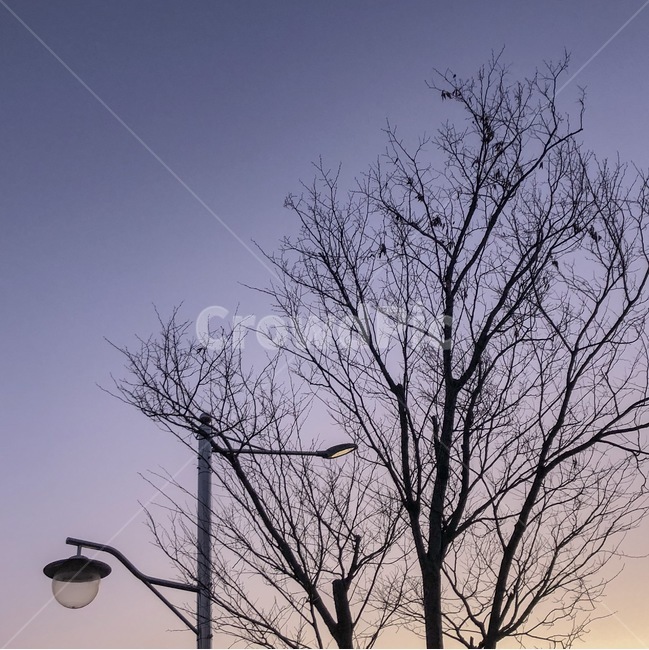 해질녘,노을,나무,가로등,감성,색감,따뜻한,포근한,하늘,자연,풍경,nature,landscape,lamp post,램프 포스트