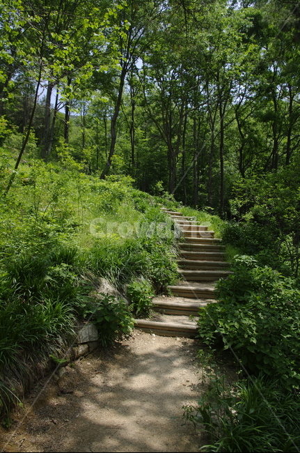 길,숲,초록,나무,잎,식물,plant,계절,봄,spring,자연,풍경,nature,landscape,outdoors,옥외,garden,정원,arbour,정자