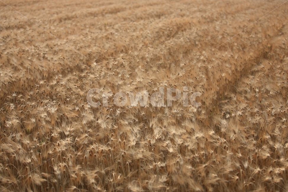 보리,청보리,봄,풍경,보리밭,자연,자연,풍경,nature,landscape,plant,식물