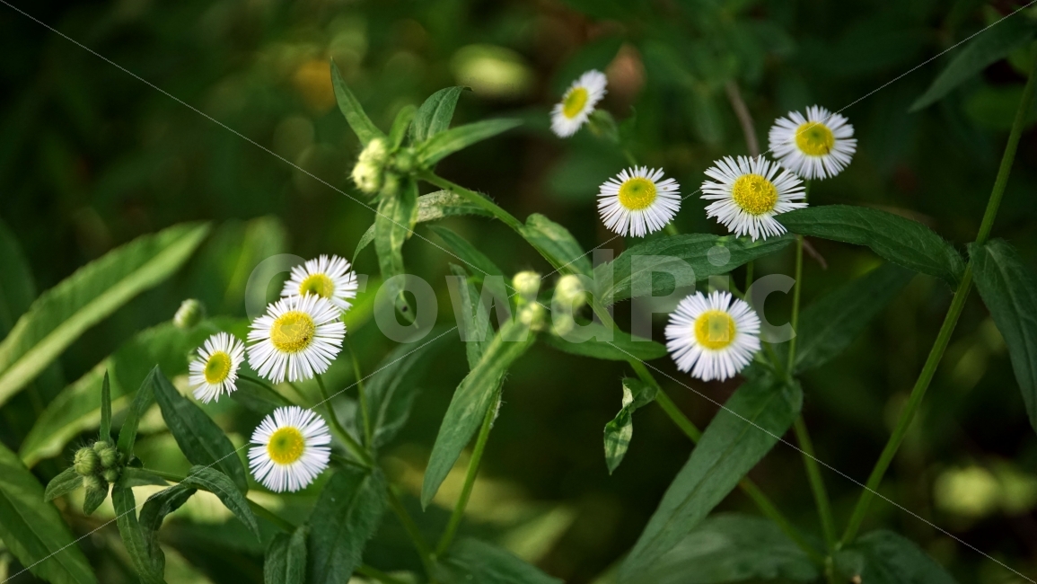 개망초,꽃,식물,자연,이파리,여름꽃,플라워,flower,nature,꽃사진,plants,풍경,landscape,접사,macro,봄,spring,계절,season,감성,힐링,healing,스냅,snap,식물,자연,plants,nature,꽃,flower