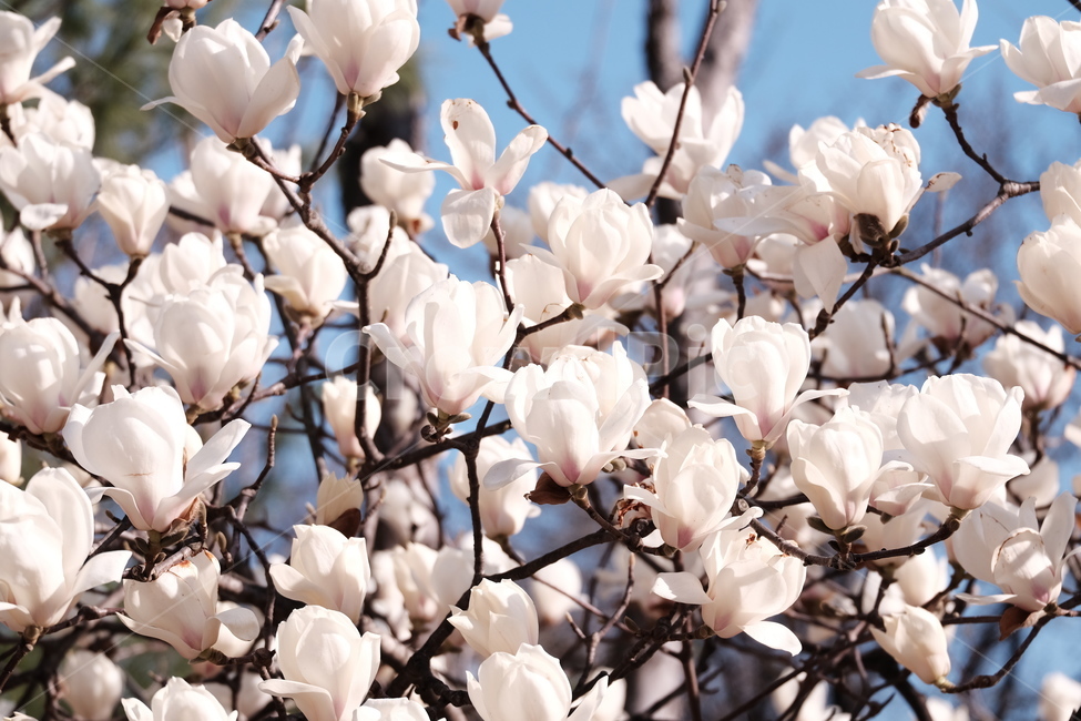 magnolia,목련,백목련,봄꽃,spring,flower,flowers,봄,하늘,봄,계절,spring,season,식물,자연,plants,nature,꽃,flower,plant,blossom