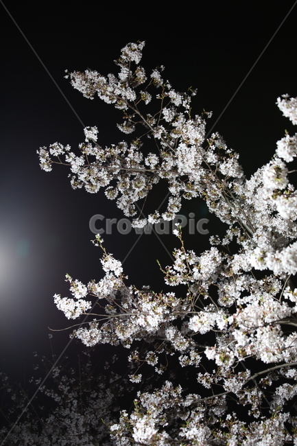 봄,벚꽃,야경,꽃,야간촬영,흰색,흰꽃,봄,계절,spring,season,식물,자연,plants,nature,꽃,flower,plant,blossom