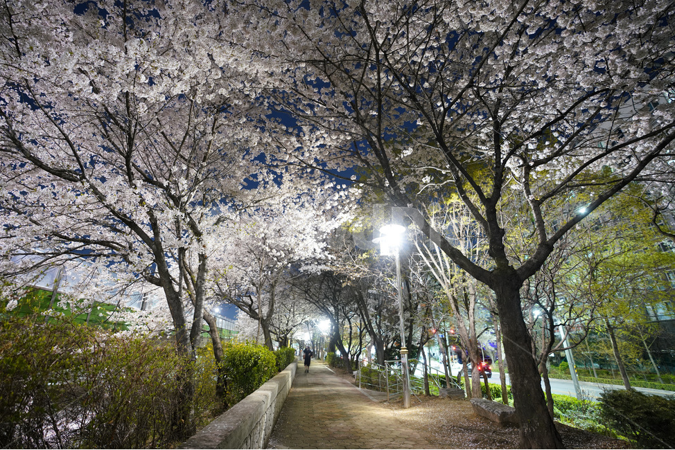 신대방역,벚꽃,벚꽃길,구로디지털단지역,산책로,벚꽃나무,벚꽃축제,야경,야화,cherryblossom,blossom,nightview,봄,계절,spring,season,야경,밤,풍경,nightscape,night,landscape,도시,city,한국도시풍경,한국도시경관,korea cityscape,plant,식물,path,통로