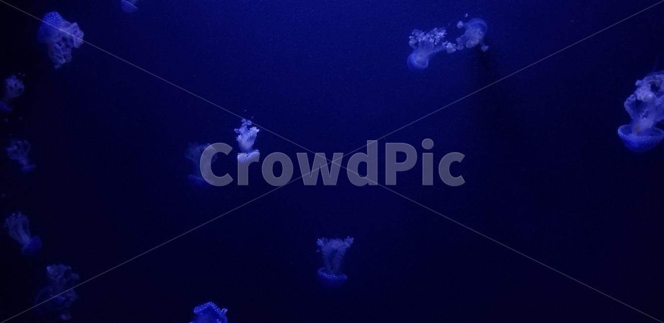 수족관,미국,아쿠아리움,aquarium,동물,수중생물,animal,america,blue,파랑,해파리,jellyfish,light,빛