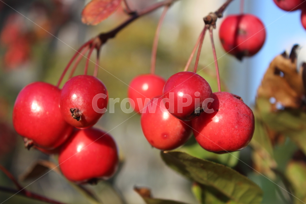plant,식물,fruit,과일,미니사과,과일,열매,fruit
