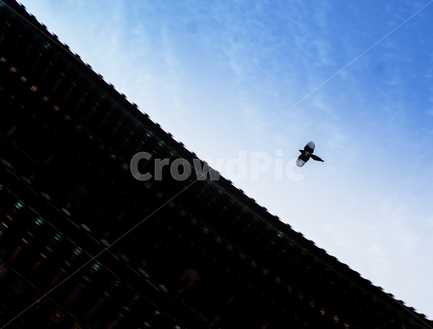 감성사진,bird,sky,하늘,새