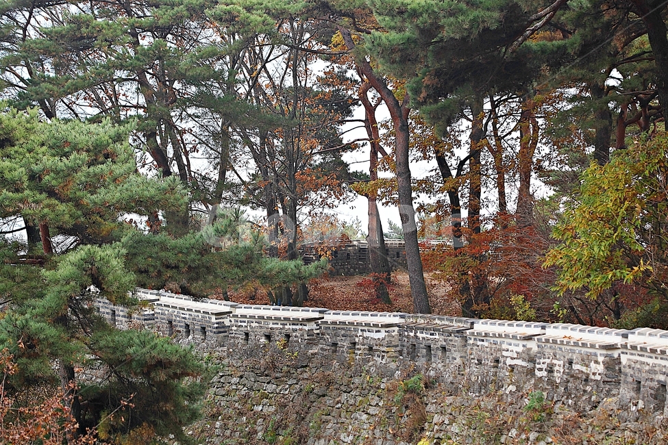 남한산성,성,성곽,단풍,낙엽,길,둘레길,숲,숲길,담,돌담,가을,자연,풍경,벽,울긋불긋,산성,식물,가을,계절,fall,autumn,season